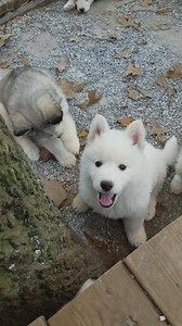 141K views · 11K reactions | Cutest pups in the world! :) | Husky Ranch | Facebook