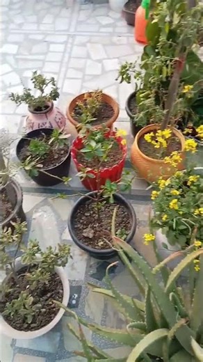 सर्दियों में ग्रोथ रुक जाती है🌱 #gardening #facts #plants #winterspecial #winterplants #care #viral