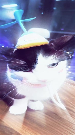 kuroi ame - bethany #cats #fyp #real #ambient #catcore | cat