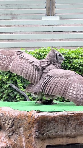 When you have to stop flight practice to take a bath. #birds #training #ambassadoranimal #owl #cuteanimal #zoo #zookeeper #flighttraining #fyp #foryourpage #animals