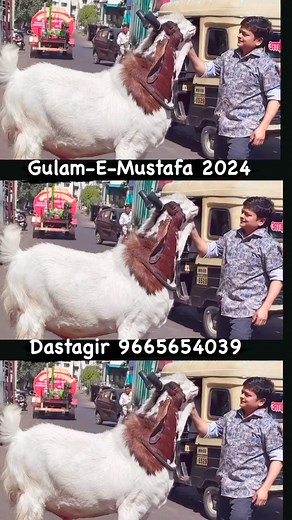 Gulam-E-Mustafa - India’s Best Kota Andul Goat of 2024 | FSA Entertainment