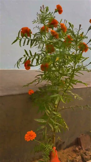 Marigold plant crying asking for help #flower #peace #nature#marigold #reel #foryou#fyp#viral#shorts