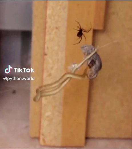 OMG😱 #wildanimals #snake #spider #animals