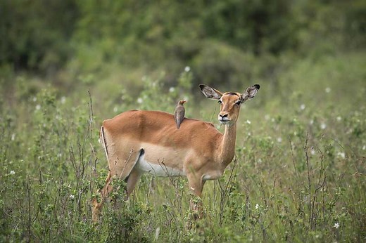 10 Animals With Symbiotic Relationships (Pictures and Facts) - Wildlife Informer