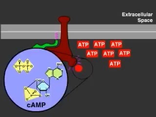 GPCR信号转导途径：cAMP-PKA 通路