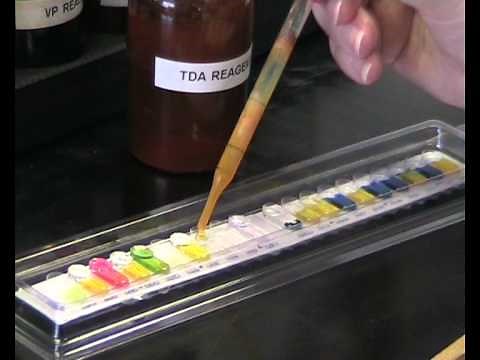 Performing an API Test