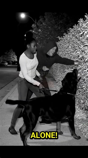 128lb Rottweiler RAGES Against Knife Mugger! 🤯 | NYC CCTV Hero Dog Saves Owner!