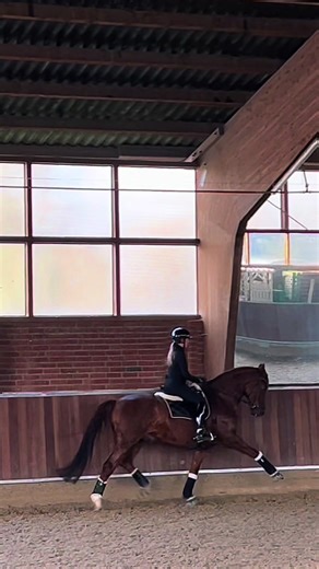 Fortschritte im Pferdesport: Ein Team in der Entwicklung