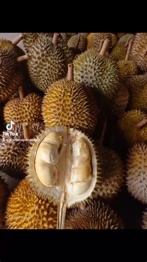 apanapipih (@durianapanapipih)’s videos with Dj Dayak Malihi Janji Full Bass - Izky RR