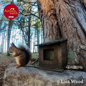 225K views · 3.1K reactions | He’s behind you... ✨ This fantastic footage was taken by Lisa Wood in Nairn, Scotland. In the autumn when red squirrels cache their nuts it is known that other reds will come and steal them. It’s also thought that some groups of red squirrels can steal around a quarter of their food from other red squirrel hiding places  ✨  Lisa Wood | BBC Springwatch | Facebook