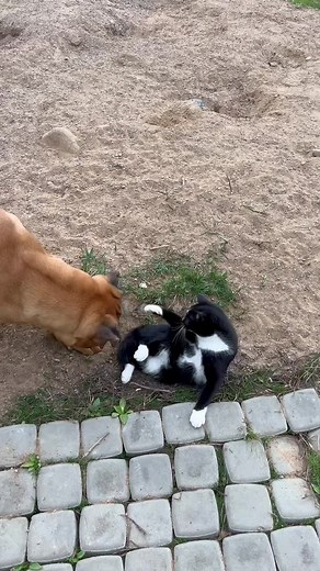 Dogs and Cats Playfully Interact in Heartwarming Video