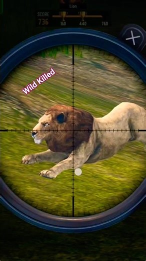 Wild Game62🥰🥰 #best #hayna #lion #goat