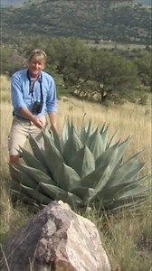 The agave wasn't just a plant; it was life. For the Aztecs, it was so sacred, their goddess Mayahuel rose from its crown. Used for food and more, it sustained cultures for centuries. A vital link to the past. #Agave #AztecHistory #NativeAmericanCulture #MescaleroApache #PlantWisdom From: Expeditions with Patrick McMillan S3 Ep3 | Real Wild