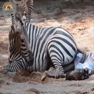 Zebras Give Birth And The First Steps Of Baby Zebras 👉👉 Join us to get more information: Animals Life | Animals Kingdom
