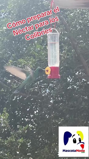Cómo prepara el nectar para los colibris. Agua y azucar eb proporcion 4-1. Encuentra los bebederos para todo Ecuador en MascotaModa
