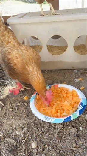 Sorry y'all, I needed to create two reels to receive my last two star challenges. Do you all know why I can't receive stars on my photos other than reels? #backyardchickens. #chicken #chickenbiryani #chickencoop Backyard Chicken Coops | Tee Moh