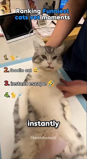 Ranking Funniest cats vet moments 💉😂