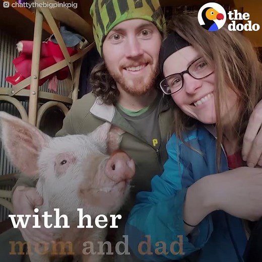 This Affectionate Pig Just Wants To Cuddle