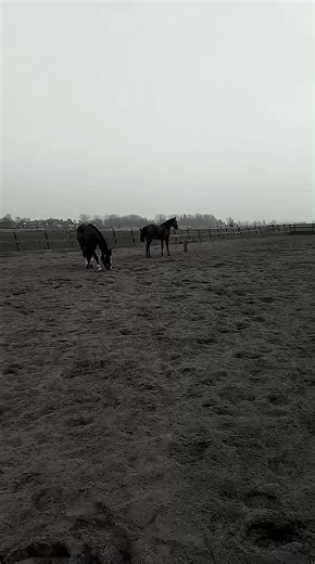 #younghorse #fyp #horses #bucking #mare