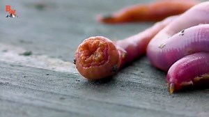 78K views · 209 reactions | Maine BloodWorm this little guy has teeth made from copper. | Raw and savage. | Facebook
