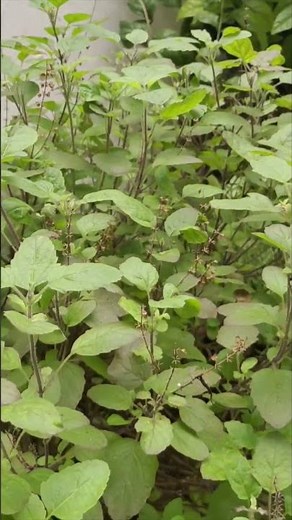 Tulsi (Part 02): A Miraculous Herb | Medicinal Uses of Tulsi | तुलसी के औषधिय गुण #medicinalplants