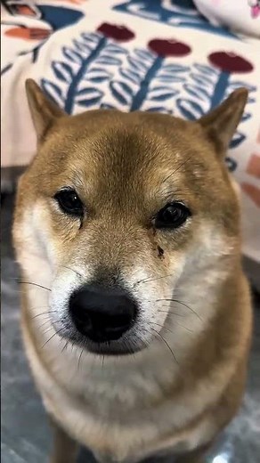 Stop Your Dog Scratching! Easy Ear Mite Solution for Pets 🐶👂