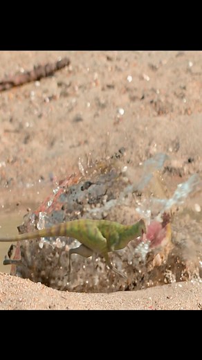 Discover the Smart Beelzebufo Dinosaur