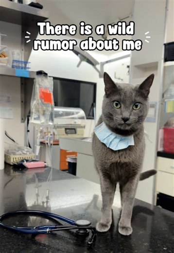 I am being framed 😱 Do you believe this wild rumor about me? 🐈‍⬛ #cliniccat #veterinarian #veterinary #vetmed #rumors