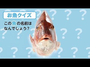 光洋de食育シリーズ「お魚クイズ編」