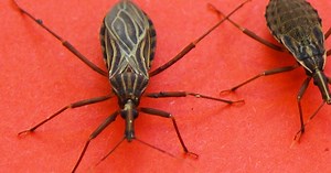 This Is Not A Regular Bug And They’re Starting To Pop Up Everywhere. If You See One Do THIS Immediately!