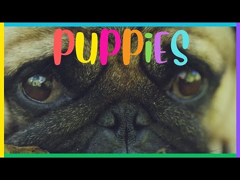 Puppies for Kids | 15 interesting facts about PUPPIES | Educational video for children
