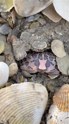 The Calico crab reaches up to about 3 inches across the carapace. ￼The crab has a distinctive mottled shell with red or reddish spots and darker outlines on a lighter background resembling calico fabric or a leopard pattern. ￼The body shape is a rounded boxy carapace with short legs.￼ Sometimes Shell fragments are often washed up on the beaches and are popular finds with shellers because of the colorful pattern. ￼The crab lives in sandy or muddy bottoms in shallow coastal waters, often in surf z