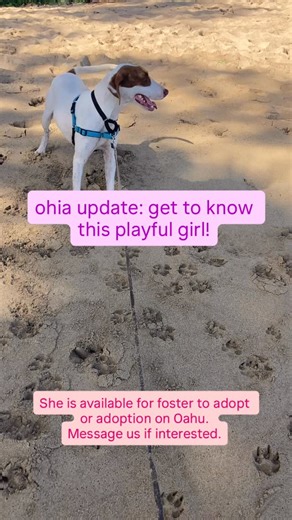 Ohia update: we’ve been getting to know this young pup, and she’s the complete package. Playful, affectionate, easy to all on a leash, great with other dogs, good with children. She loves the outdoors. Might not love the water, at least as far as we could tell from her first beach trip. Crate trained. She does need basic skills, not surprising given her young age. Spayed, vaccinated, flea & tick treated, microchipped, 12-18 months old, English pointer / hound mix estimated. Available for foster 