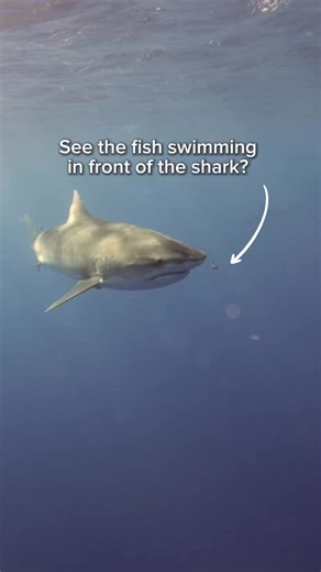 Pilot fish are always such a fun sight when we are swimming with the sharks! They have a mutualistic relationship with them. The pilot fish will hide from predators and eat the scraps the sharks leave behind, but they also provide a cleaning service to remove parasites from their bodies!🦈 . . . . . . . #shark #sharks #pilotfish #tigershark #ocean | Andriana Marie