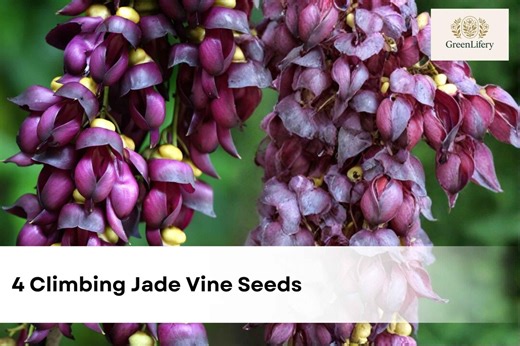 4 Climbing Jade Vine Seeds | Mucuna Sempervirens Rare Evergreen Climber - Etsy