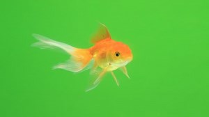Goldfish On Green Screen Stock Footage Video (100% Royalty-free) 1009995974 | Shutterstock