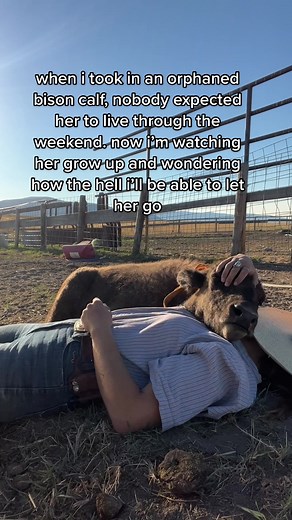 Orphaned Bison Calf's Incredible Journey to Survival