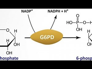Glucose 6 Phosphate Dehydrogenase Deficiency ; Definition, causes, Symptoms, Management