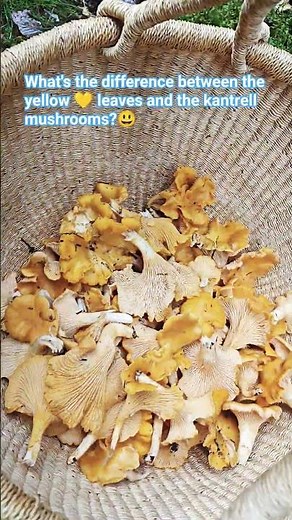 What's the difference between the yellow 💛 leaves and the kantrell mushrooms?😃
