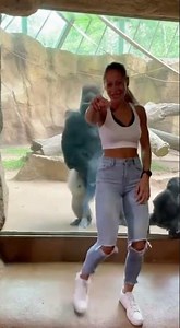She taught the gorillas dance moves at the zoo