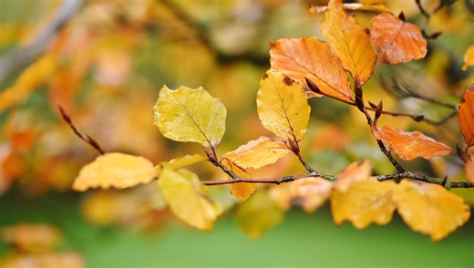 Viltrox AF 85mm f/2 Evo: Sharp Portrait Prime at $275 | Fstoppers