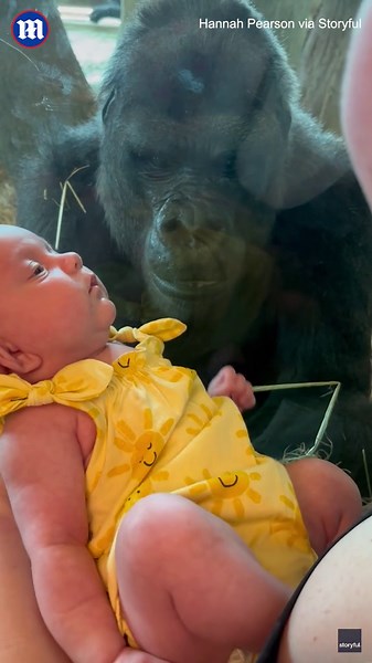 Affectionate gorilla gives baby a kiss through the glass at Ohio zoo