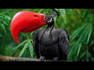 25 Aves Raras da Ordem Galliformes: Faisões e Perdizes Mais Belos do Mundo! 🦚🔥