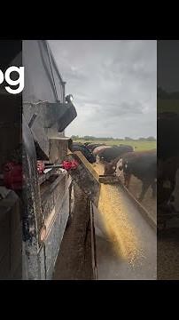 Mass Feeding Cattle In One Long Line || ViralHog