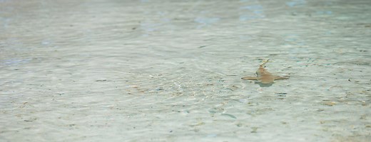 The Four Unique Ways Sharks Reproduce