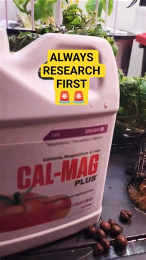 The SECRET NUTRIENT making DWC Tomatoes EXPLODE🤯 #Shorts