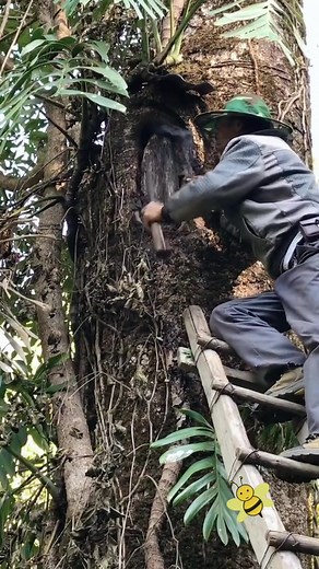 Amazing wild bees in tree hole 🐝🍯#honeybee #wildhoney #honeycomb #bee #honey #satisfying #foryoupage #asmr