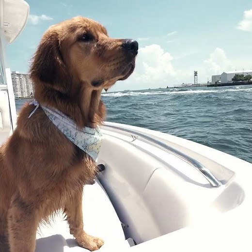 SAILFISH 241 Center Console