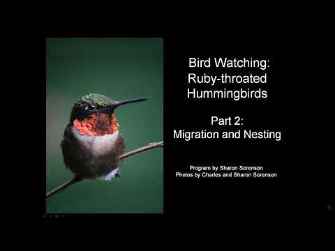 Ruby-throated Hummingbirds: Migration and Nesting