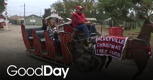 Find the perfect Christmas tree at Silveyville Christmas Tree Farm!